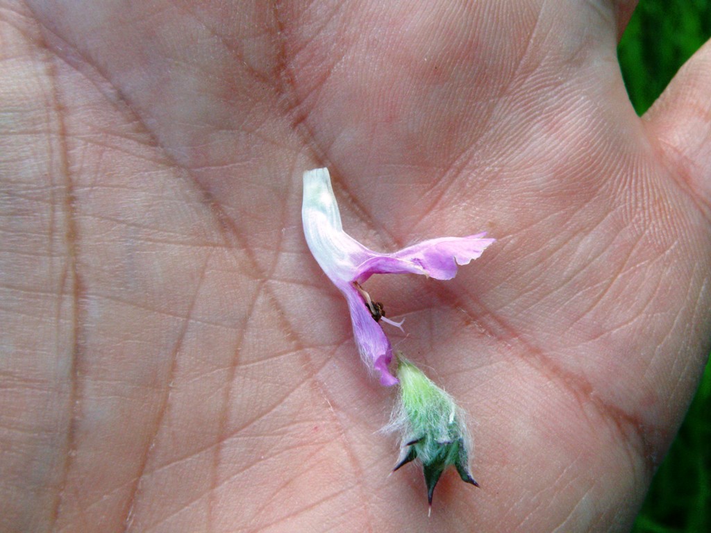 Labiata da detrminare - Stachys gr. germanica