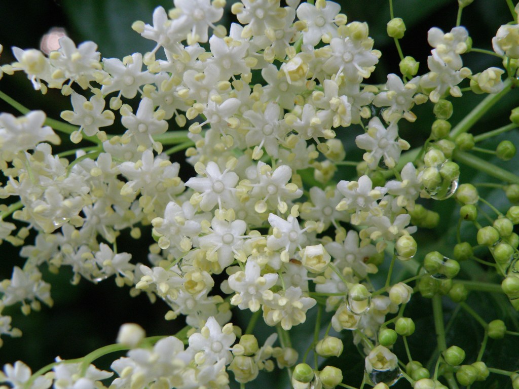 Sambucus nigra / Sambuco comune