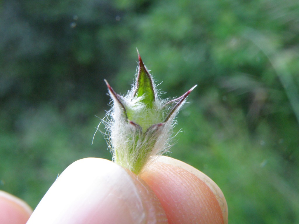 Labiata da detrminare - Stachys gr. germanica