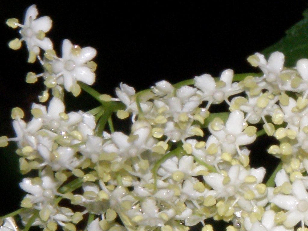 Sambucus nigra / Sambuco comune