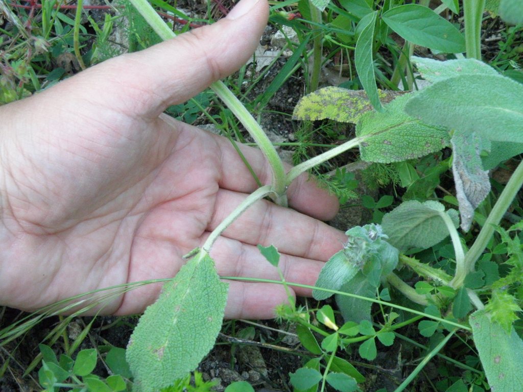 Labiata da detrminare - Stachys gr. germanica