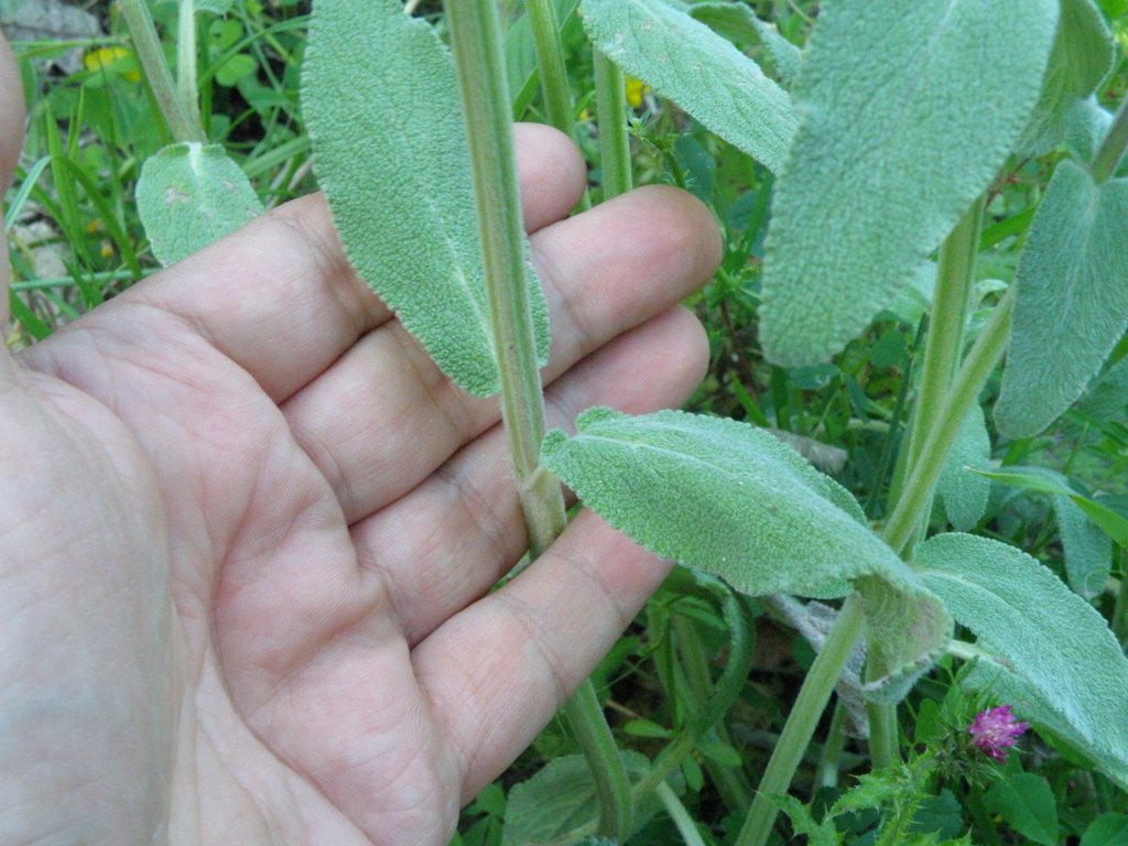 Labiata da detrminare - Stachys gr. germanica