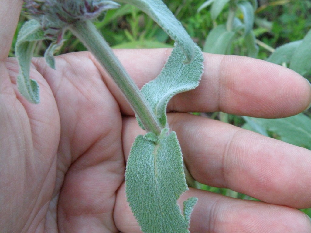 Labiata da detrminare - Stachys gr. germanica