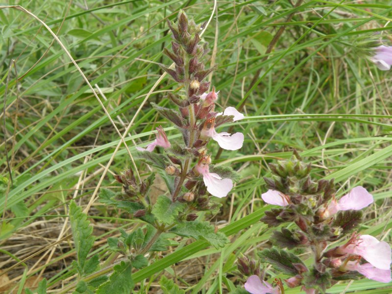 Teucrium chamaedrys
