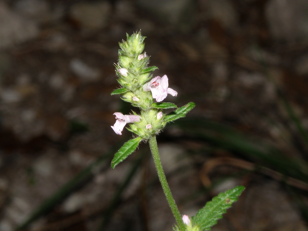 Betonica officinalis (=Stachys officinalis) / Betonica comune