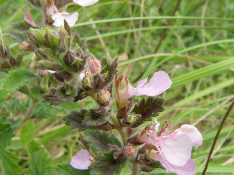 Teucrium chamaedrys