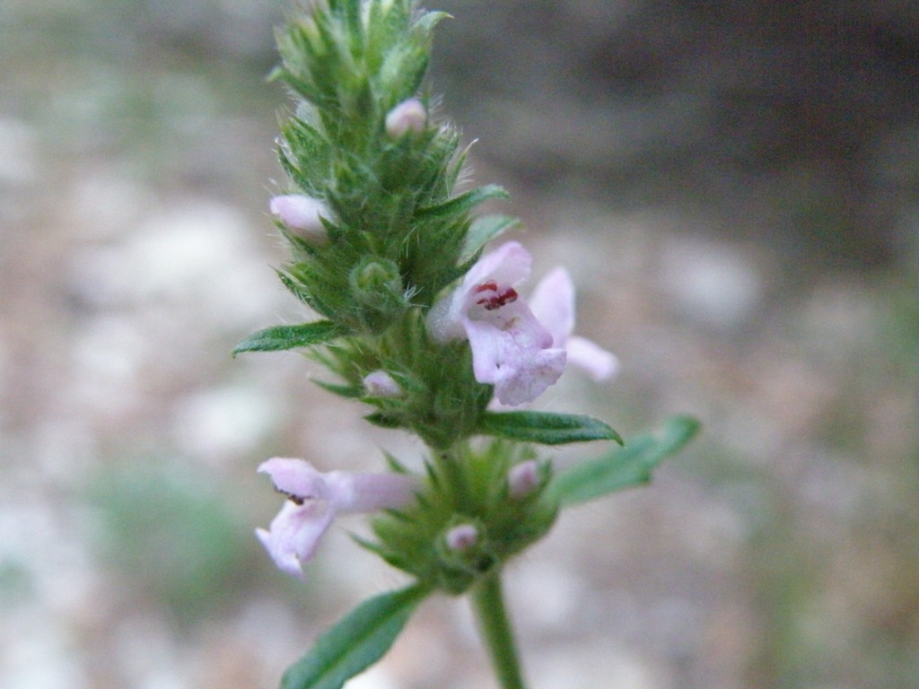 Betonica officinalis (=Stachys officinalis) / Betonica comune