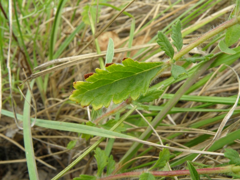 Teucrium chamaedrys