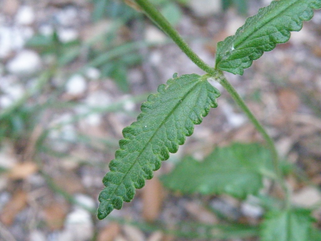 Betonica officinalis (=Stachys officinalis) / Betonica comune