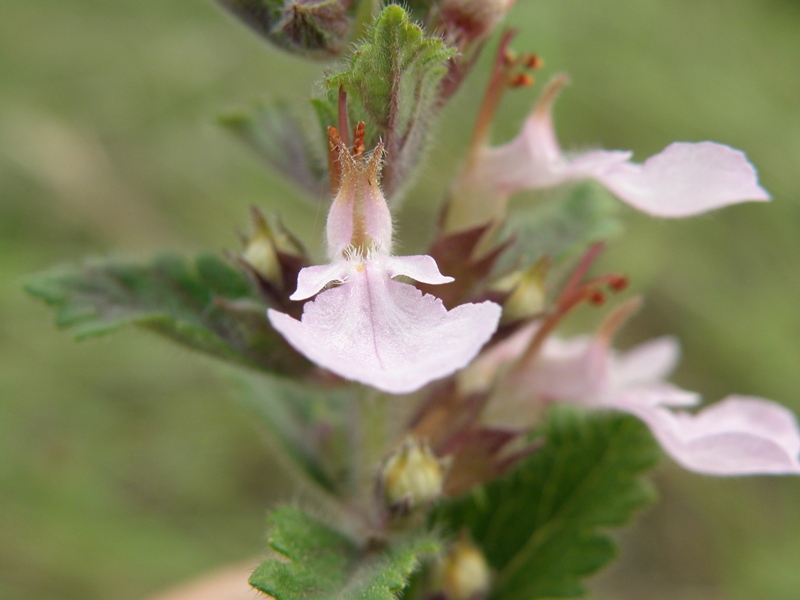 Teucrium chamaedrys
