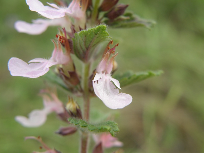 Teucrium chamaedrys