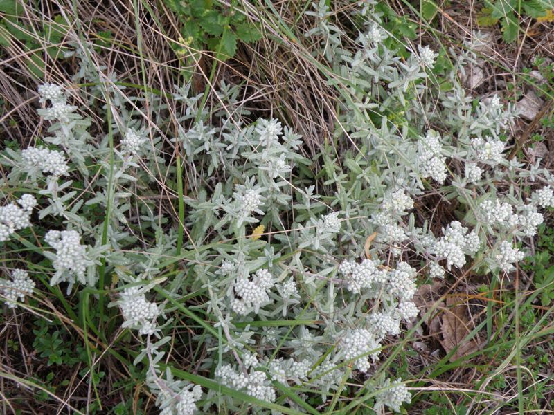 Teucrium capitatum