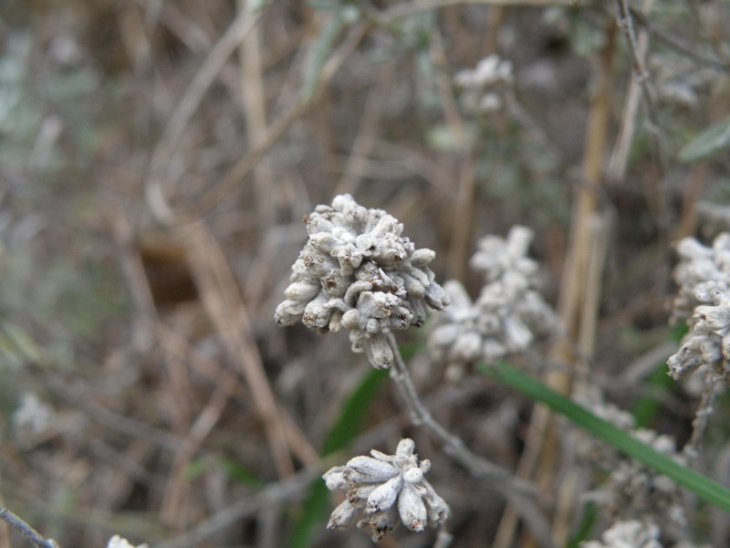 Da detrminare - Teucrium capitatum