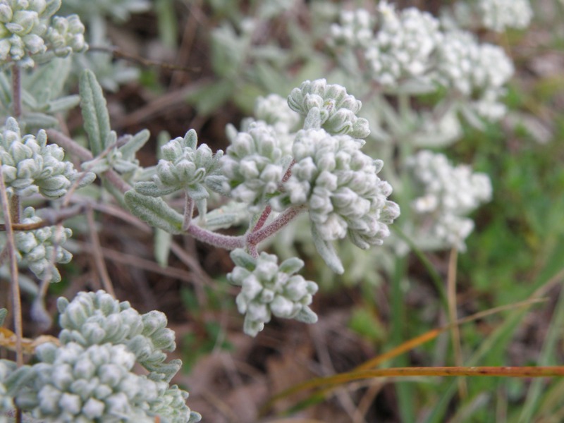 Teucrium capitatum