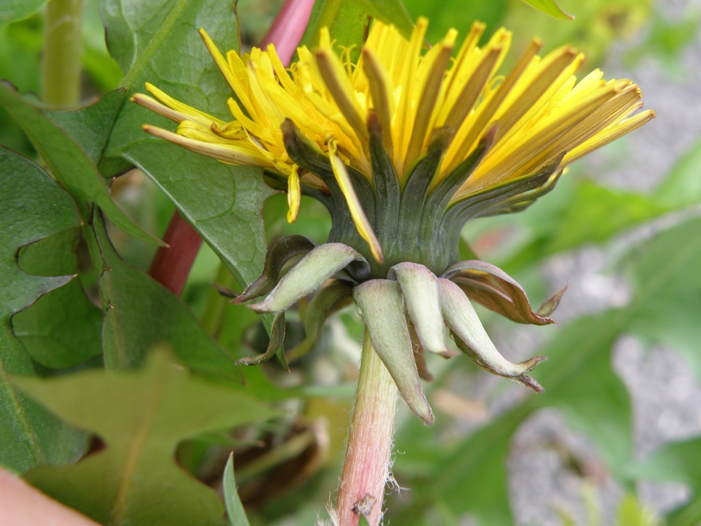 Asteracea da determinare: Taraxacum sp.