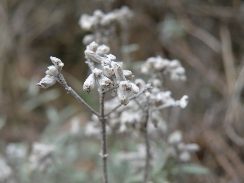 Da detrminare - Teucrium capitatum