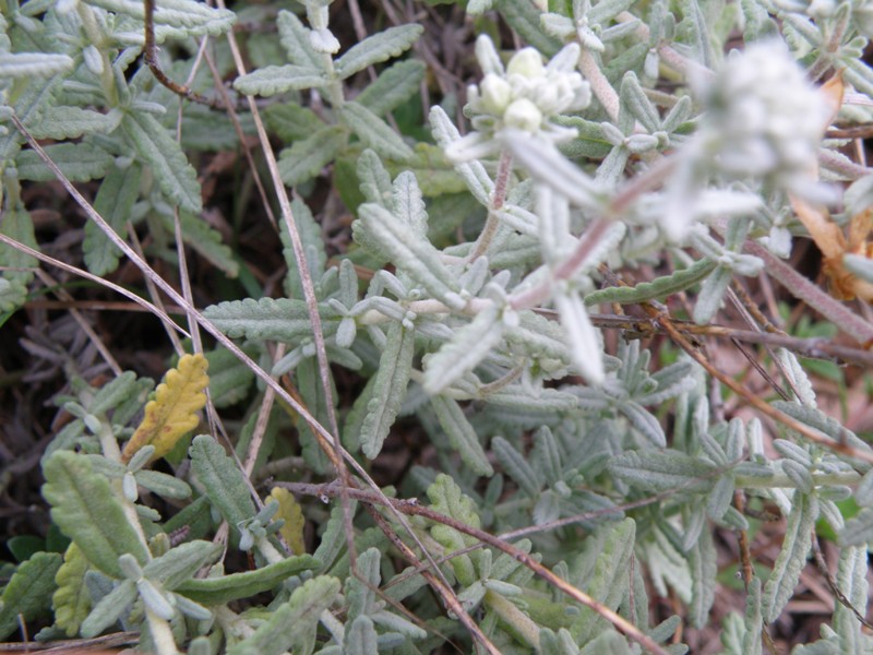 Teucrium capitatum