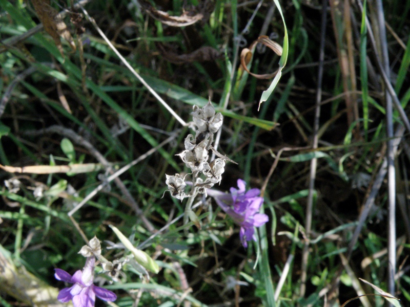 Delphinium halteratum