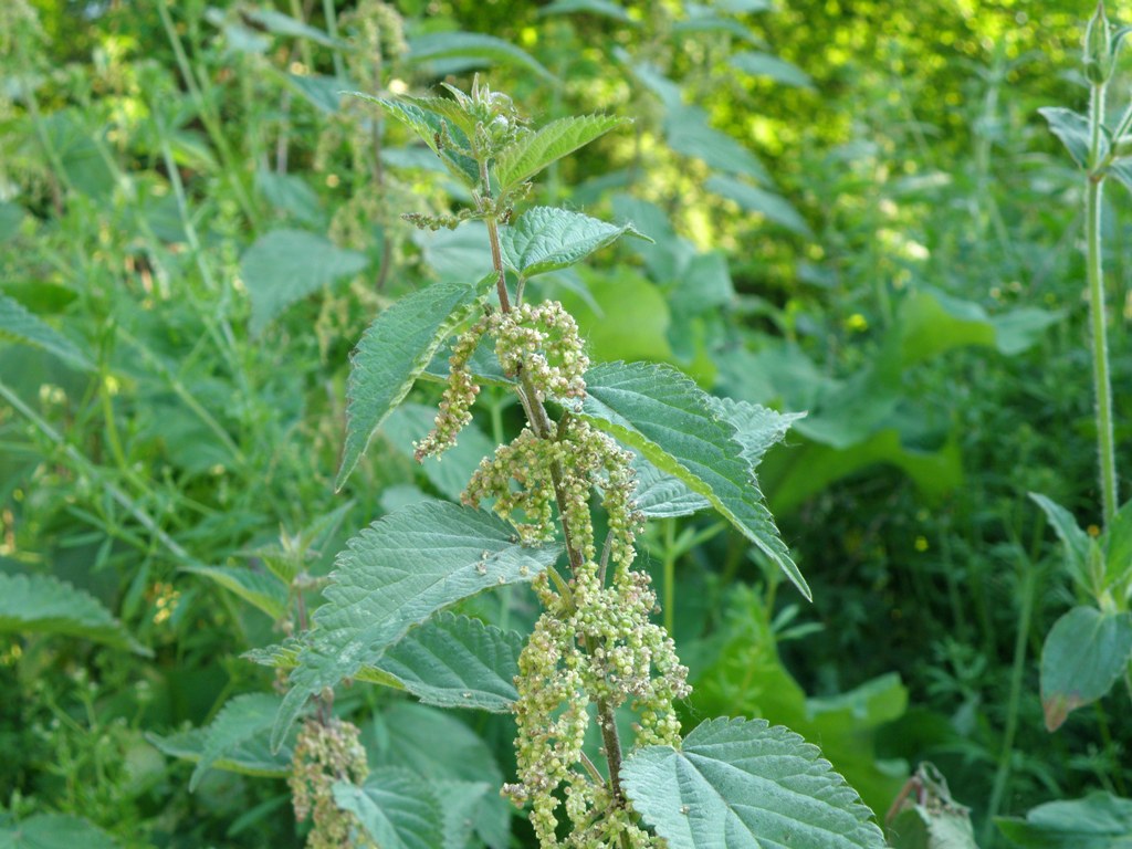 Urtica dioica