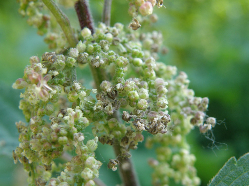 Urtica dioica