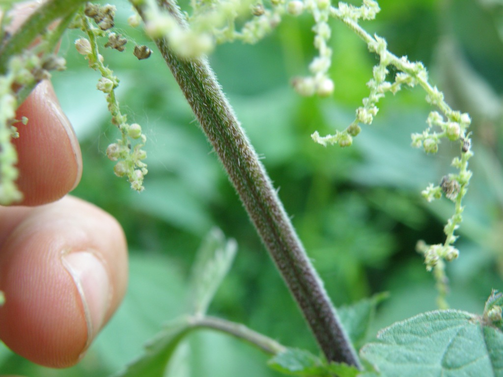 Urtica dioica
