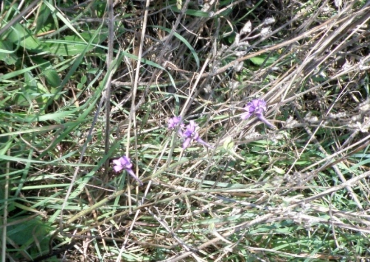 Delphinium halteratum