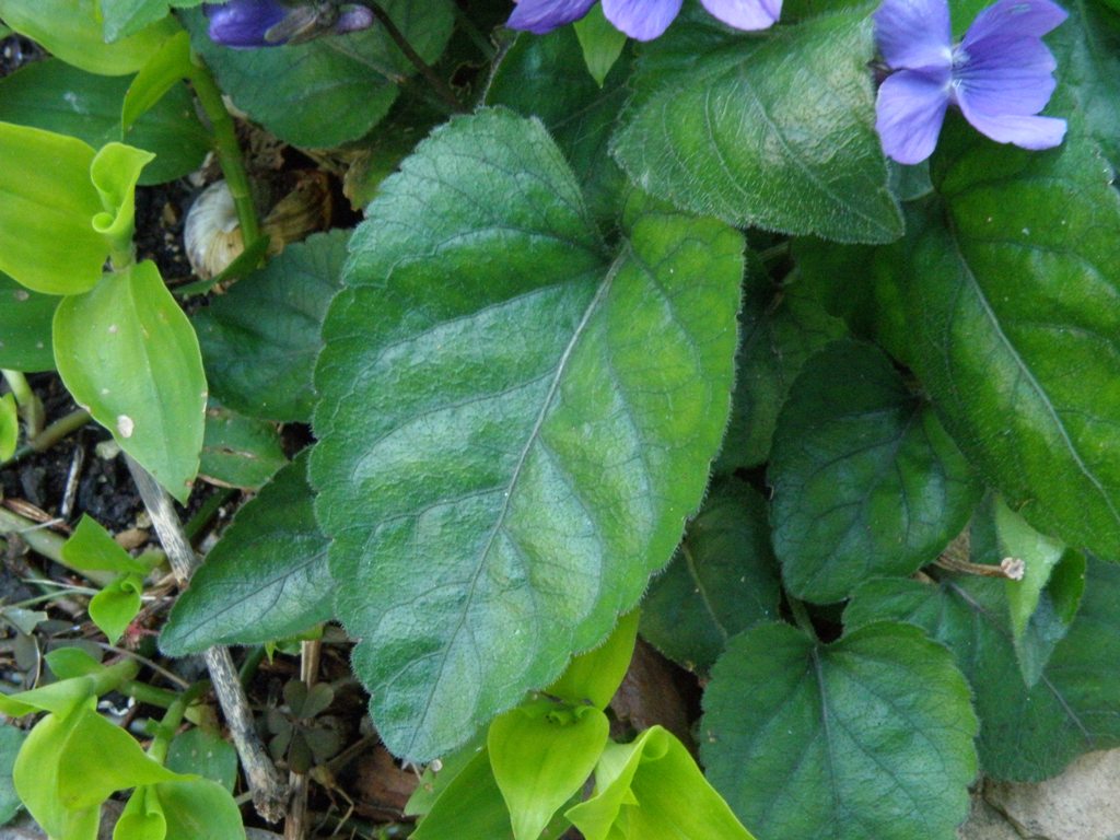 Viola alba subsp. dehnhardtii