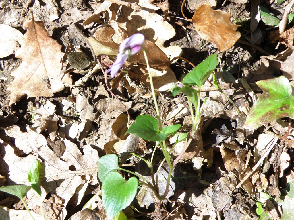 Viola reichenbachiana