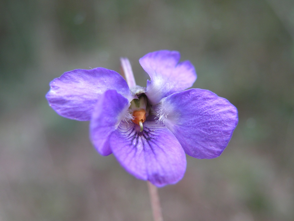 Viola alba subsp. dehnhardtii