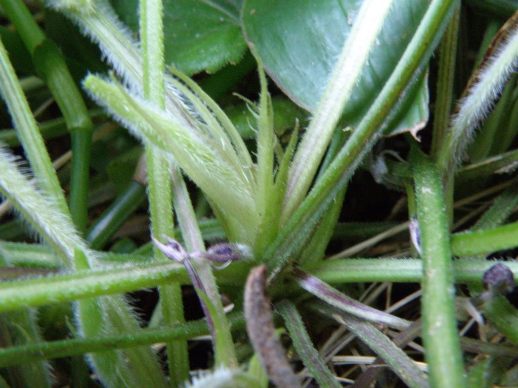 Viola alba subsp. dehnhardtii