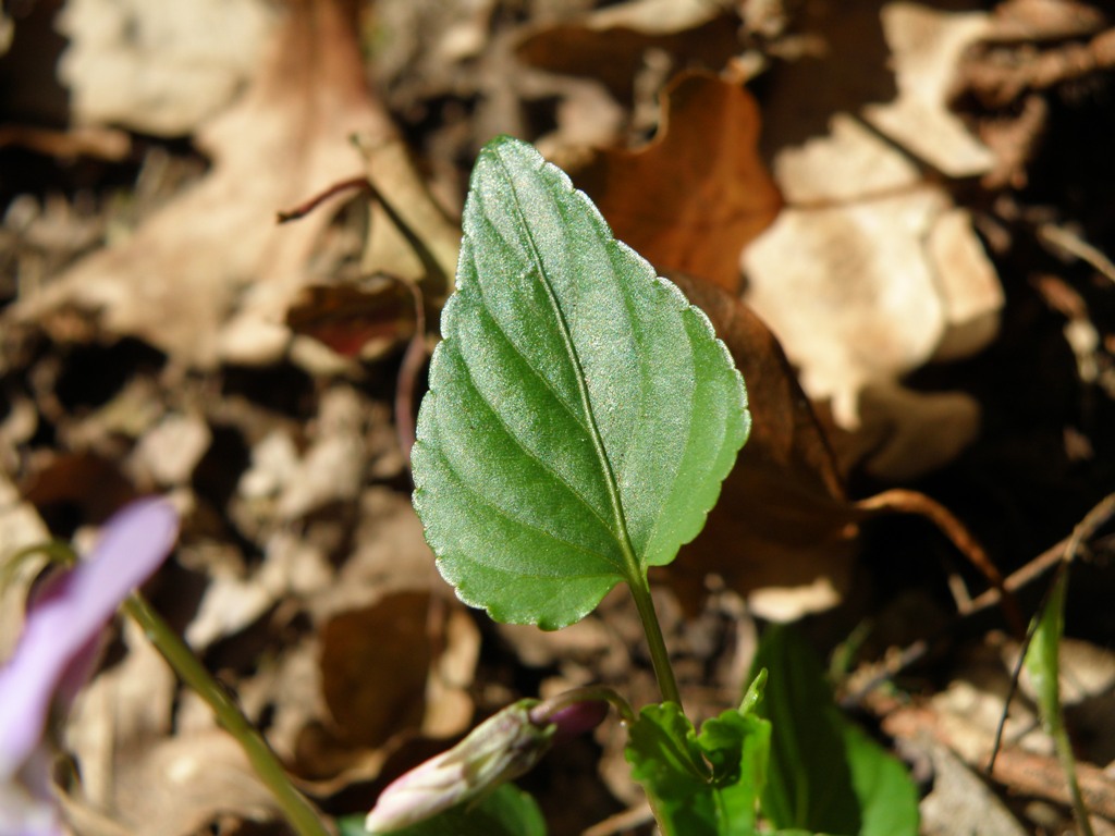 Viola reichenbachiana