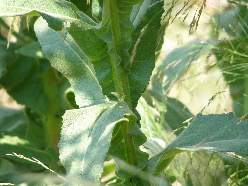 Verbascum ....