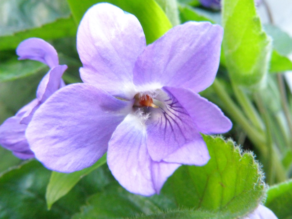 Viola alba subsp. dehnhardtii