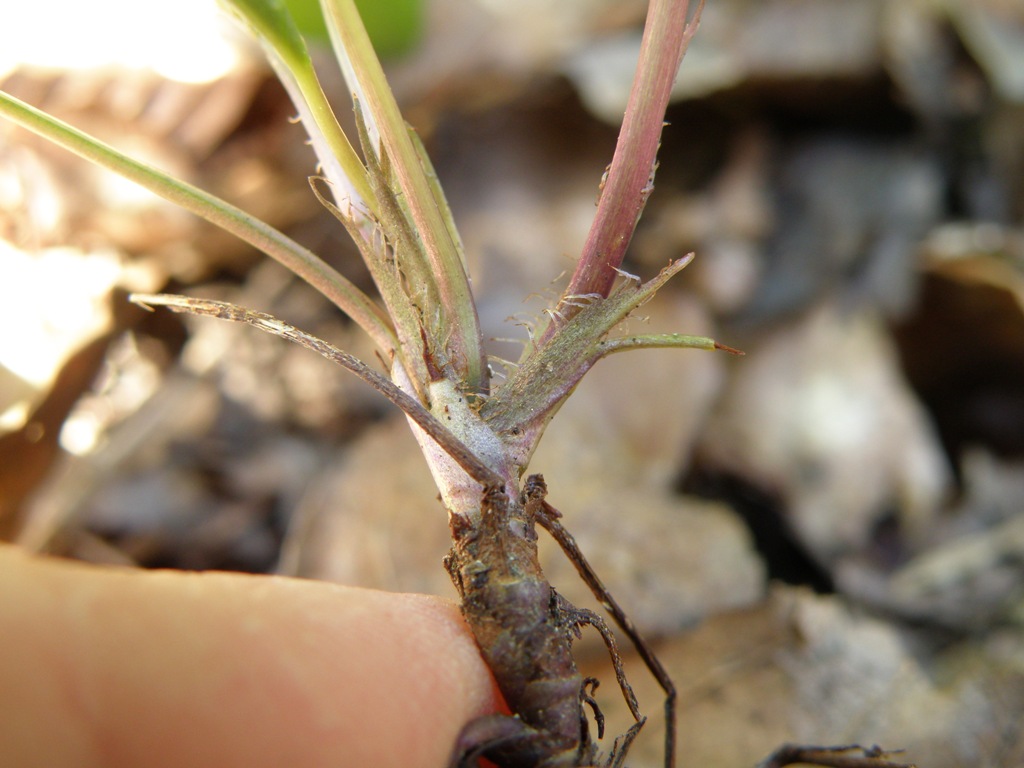 Viola reichenbachiana