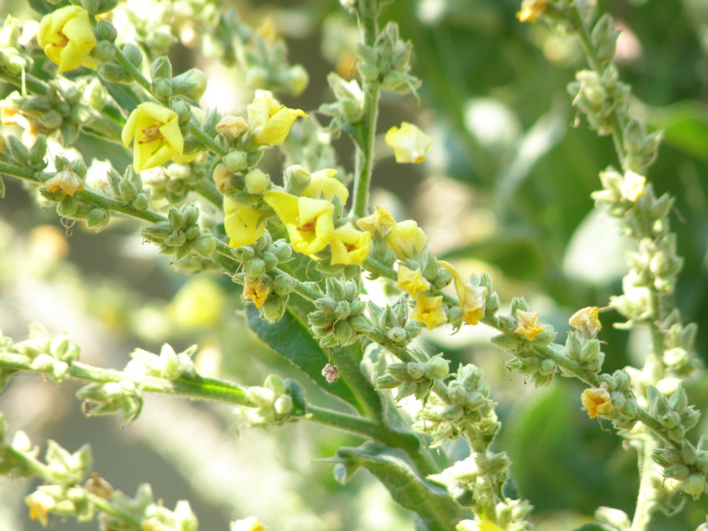 Verbascum ....