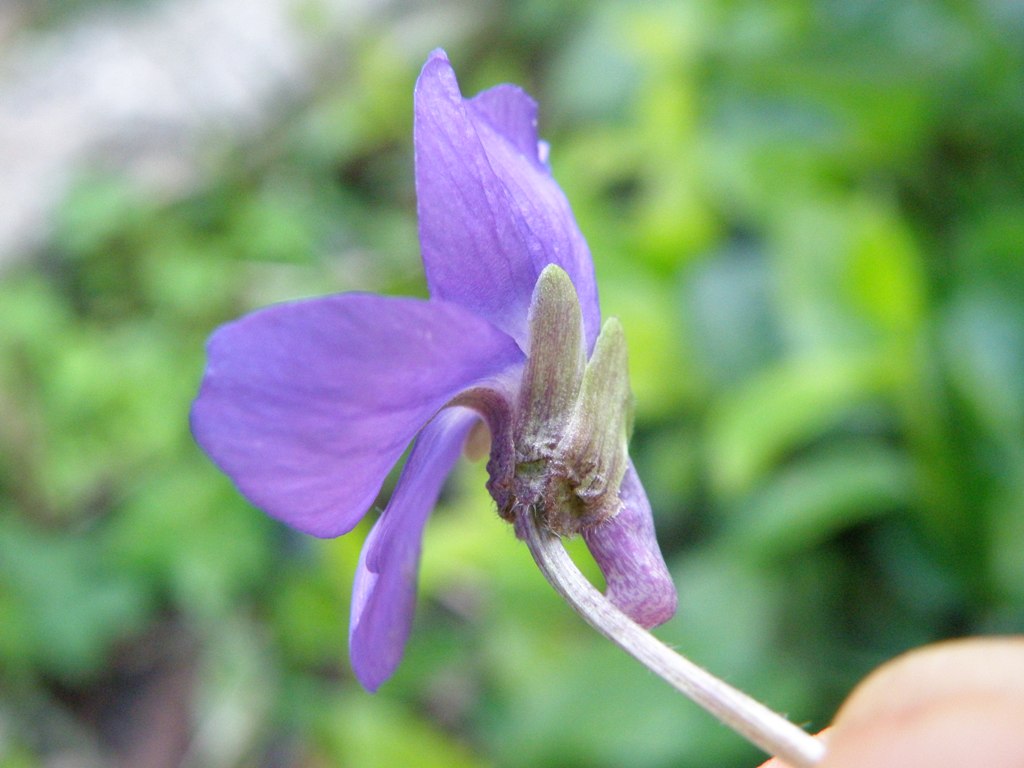 Viola alba subsp. dehnhardtii