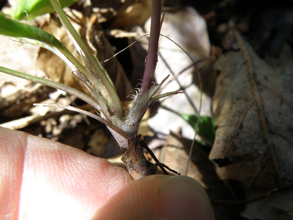 Viola reichenbachiana