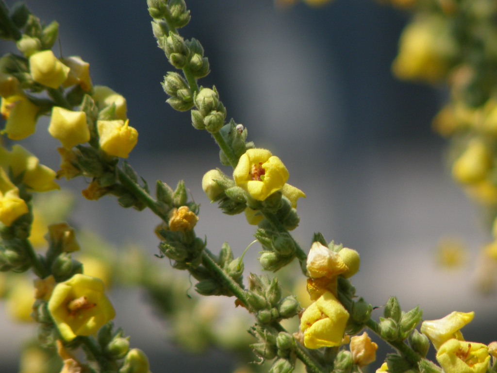 Verbascum ....