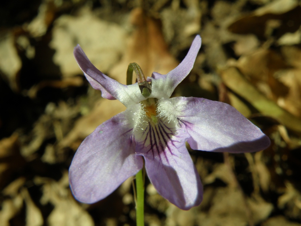 Viola reichenbachiana