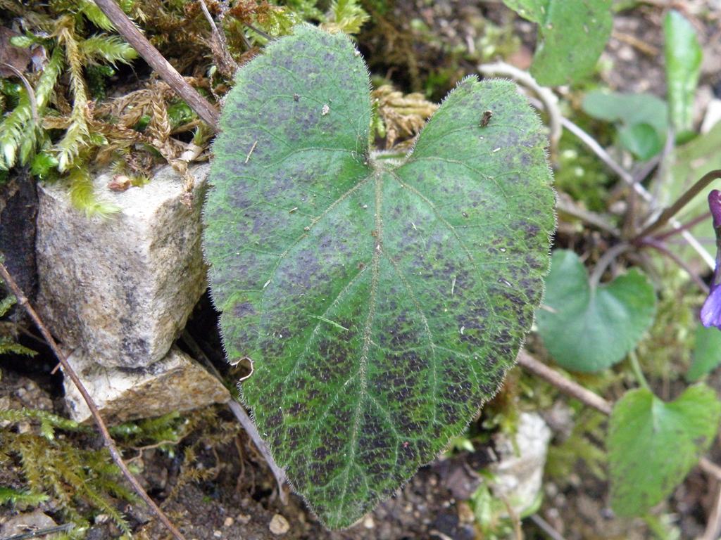 Viola alba subsp. dehnhardtii
