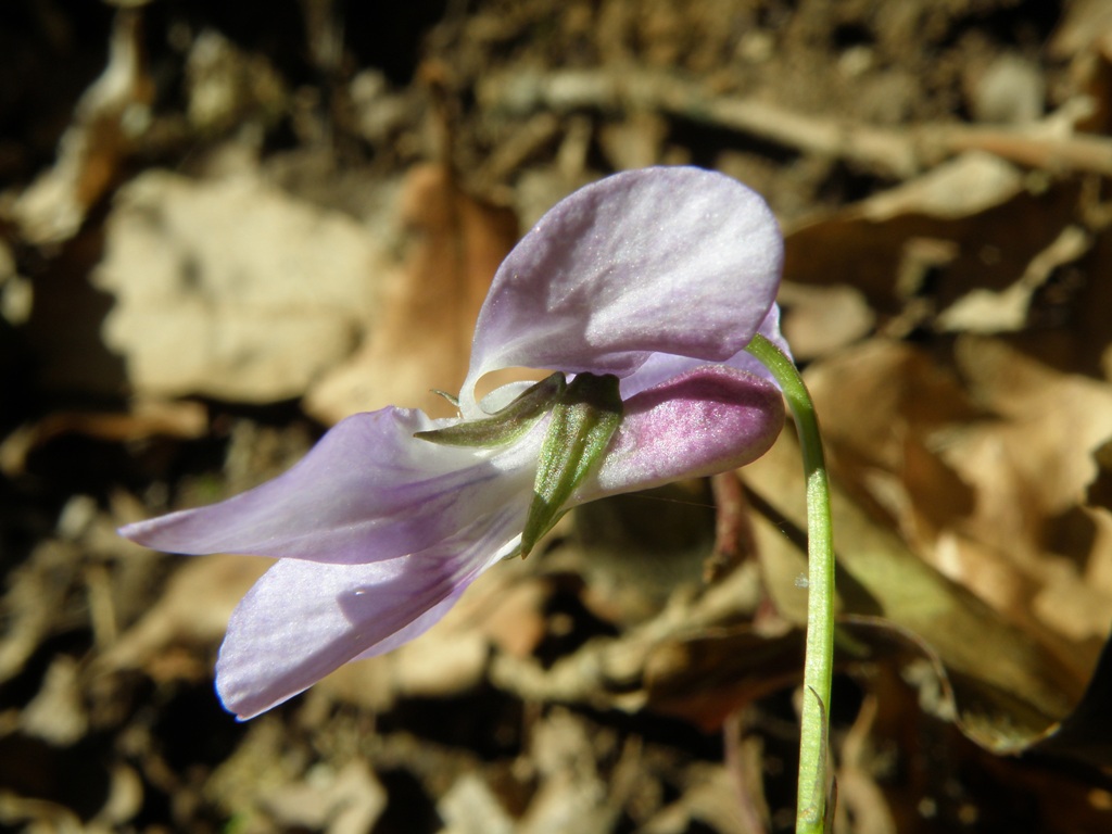 Viola reichenbachiana