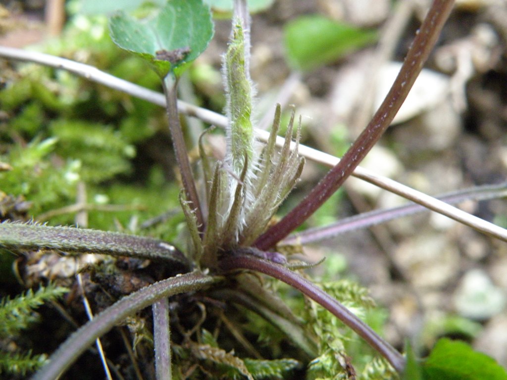 Viola alba subsp. dehnhardtii