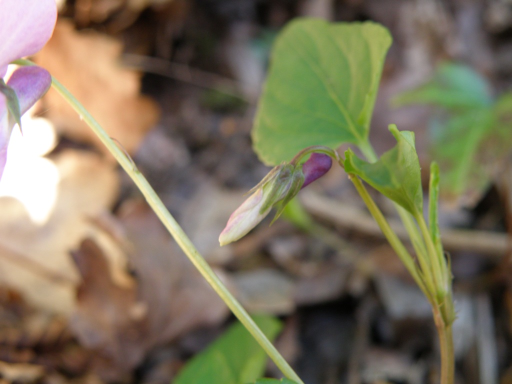 Viola reichenbachiana
