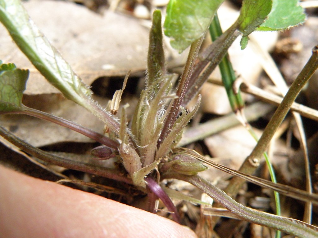Viola alba subsp. dehnhardtii