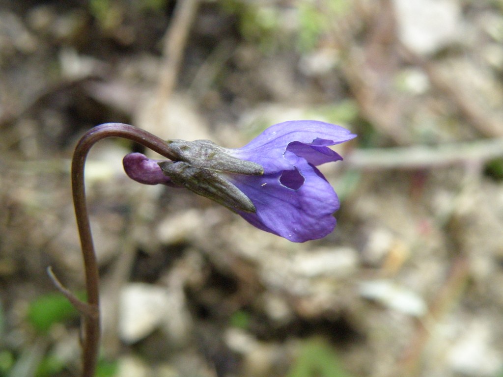 Viola alba subsp. dehnhardtii