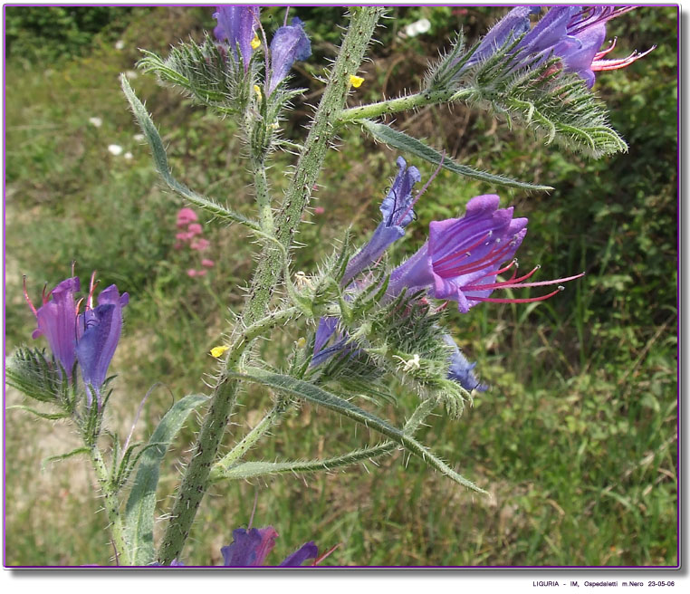 Sconosciuta nell''incolto - Echium sp.