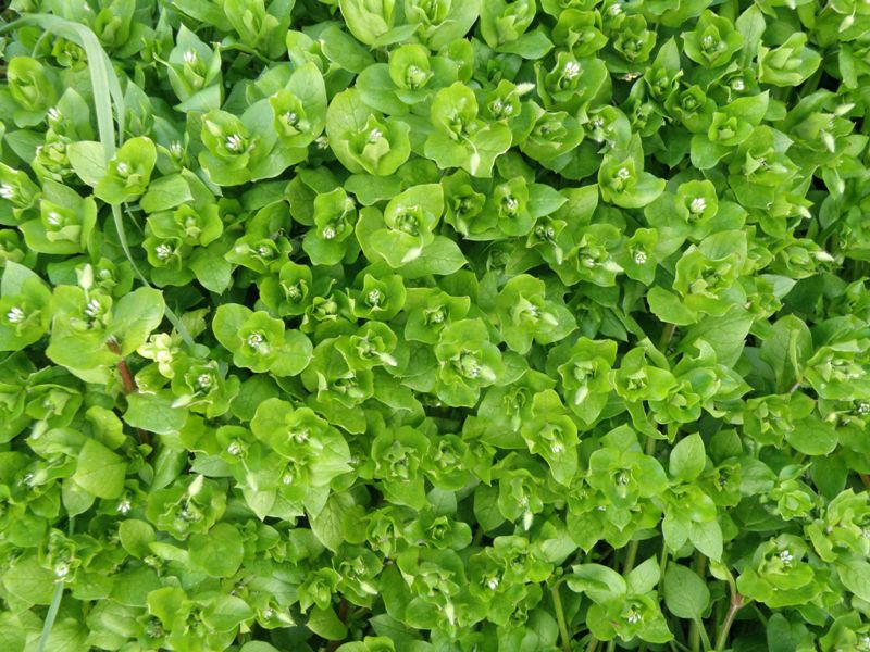 Stellaria media
