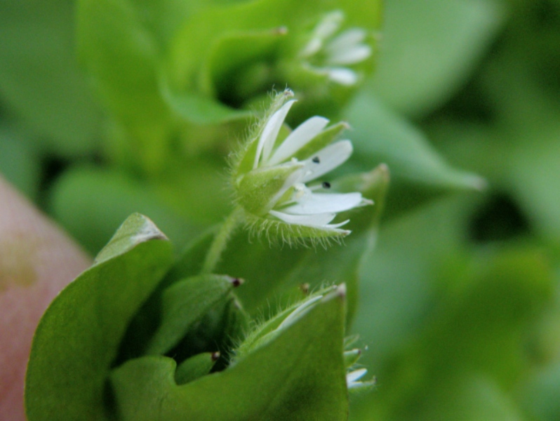 Stellaria media