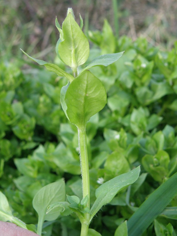 Stellaria media