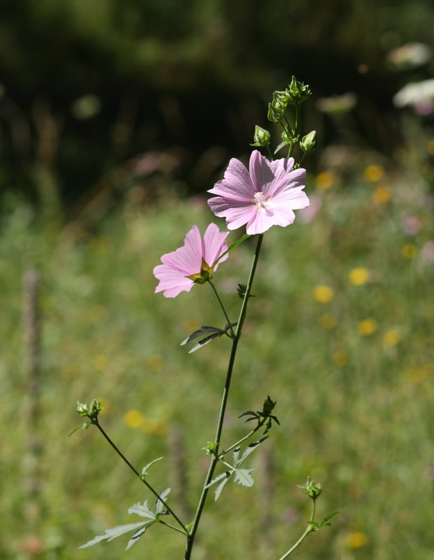 Malva alcea